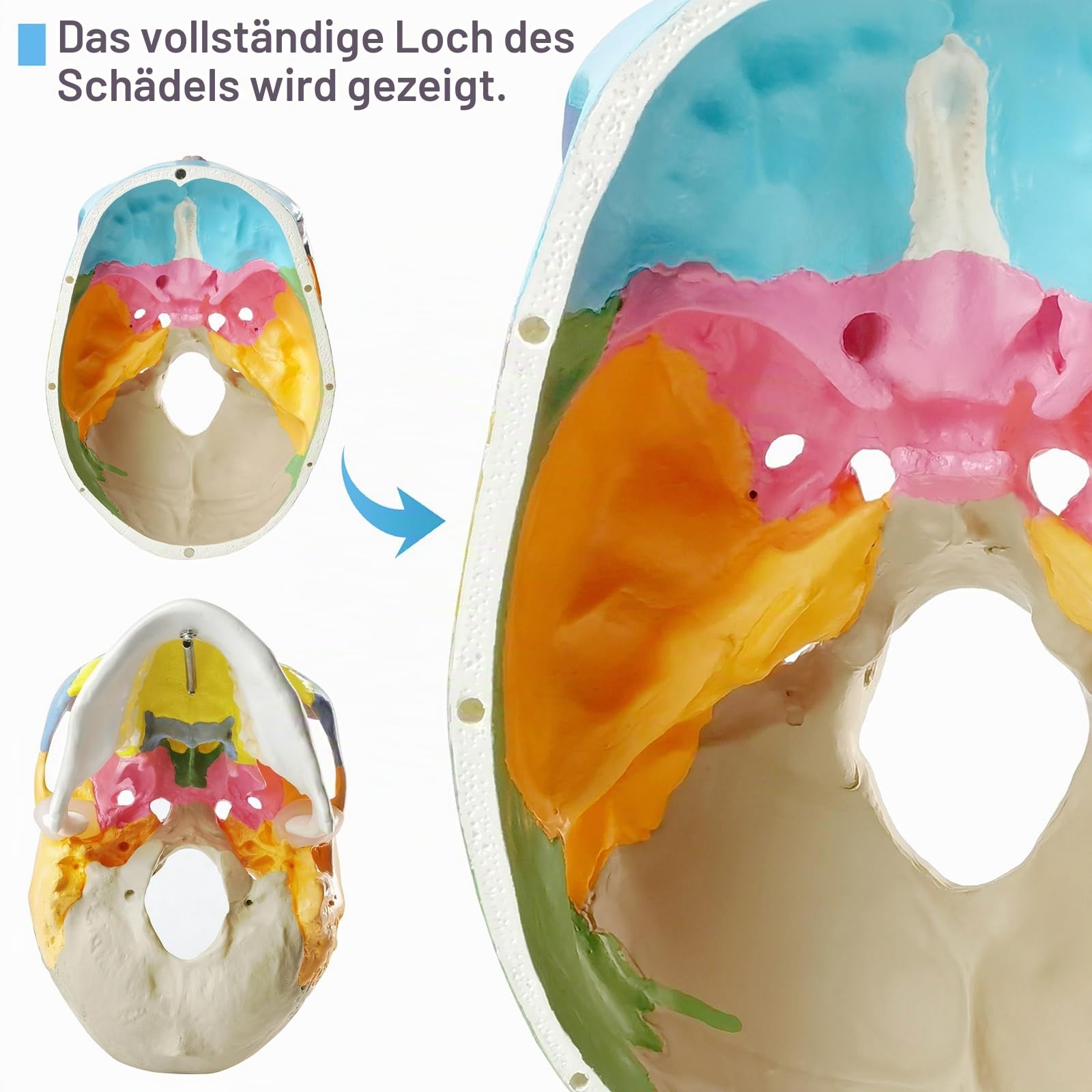 2025 Neues Anatomie Schädel Modell,Menschliches medizinisches Schädel Modell Dental ClinicTeaching Ausrüstung,Medizinisches Lehren Lernen
