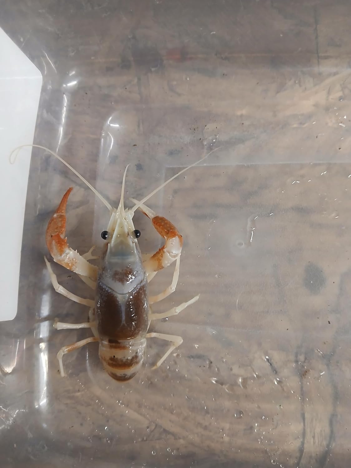 Live Tricolor Pet Crayfish Size 1 to 4 in. We can not Ship to Michigan, Minnesota, Ohio, and Wisconsin. Please Note These Crayfish do not Reach Their Full Color Potential Until Adulthood.