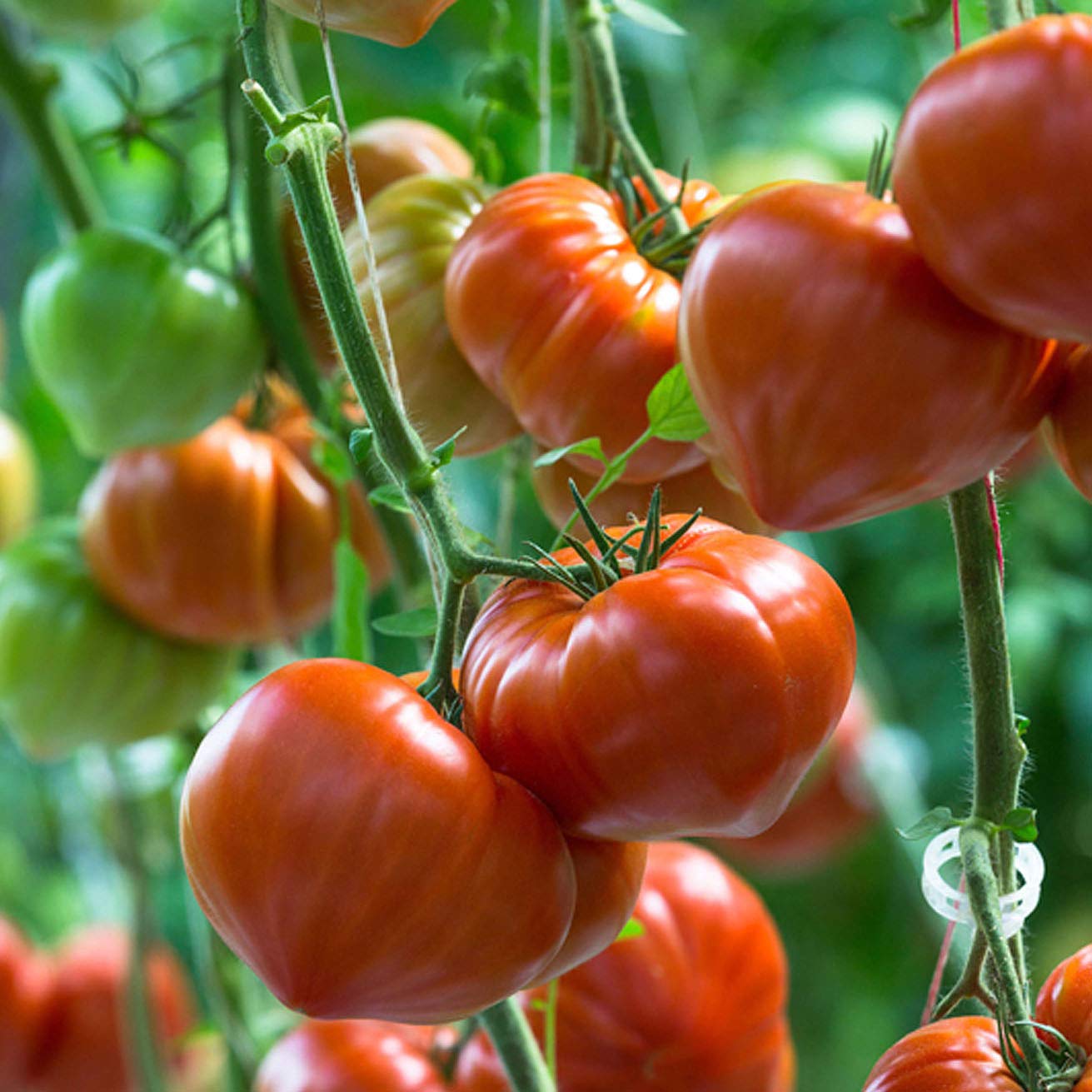 Image secondaire de Tomate Cœur de bœuf