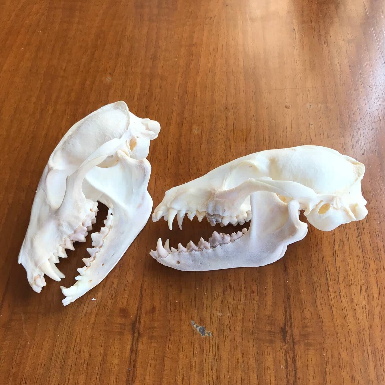 Amazon.co.jp: 2匹の錯体頭骨標本アライグマ頭骨標本真骨骨格