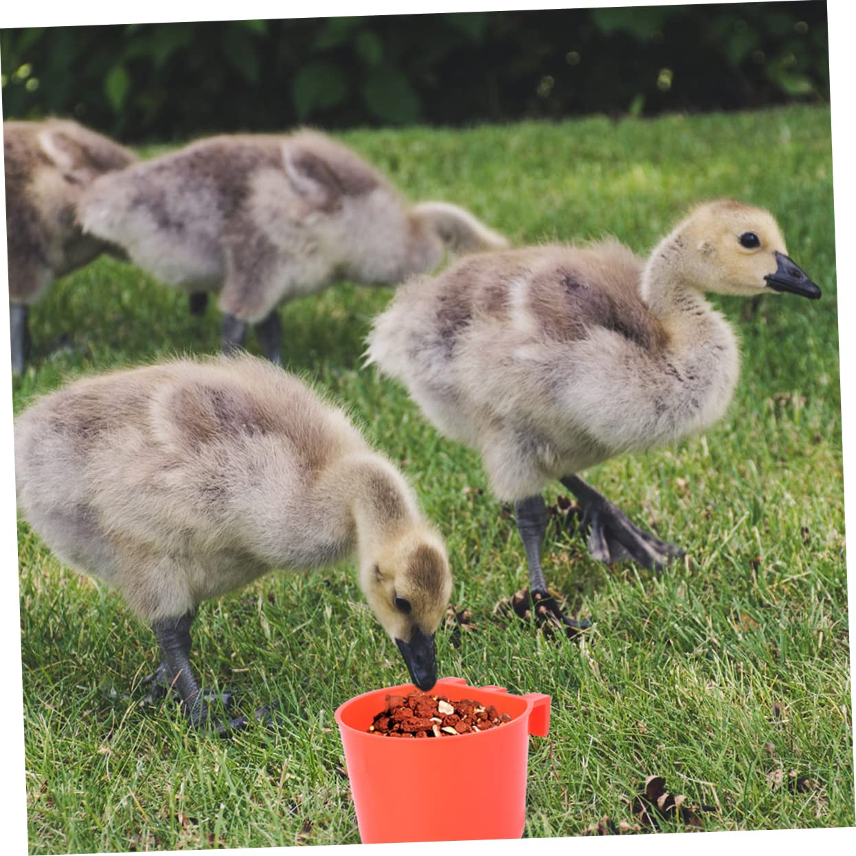 12 Uds Mini Suministros Útiles para Chinchilla Soporte para Jaula para Beber Y Comer Tazones para Cacatúa Colibrí Rojo Taza para Animales Pequeños Alimentación Pesada
