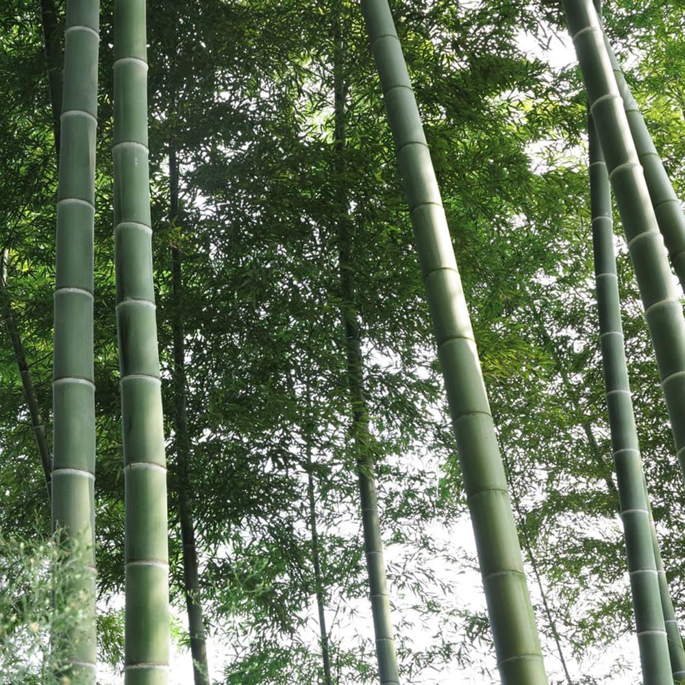 bambus server Short Bamboo Salad Servers
