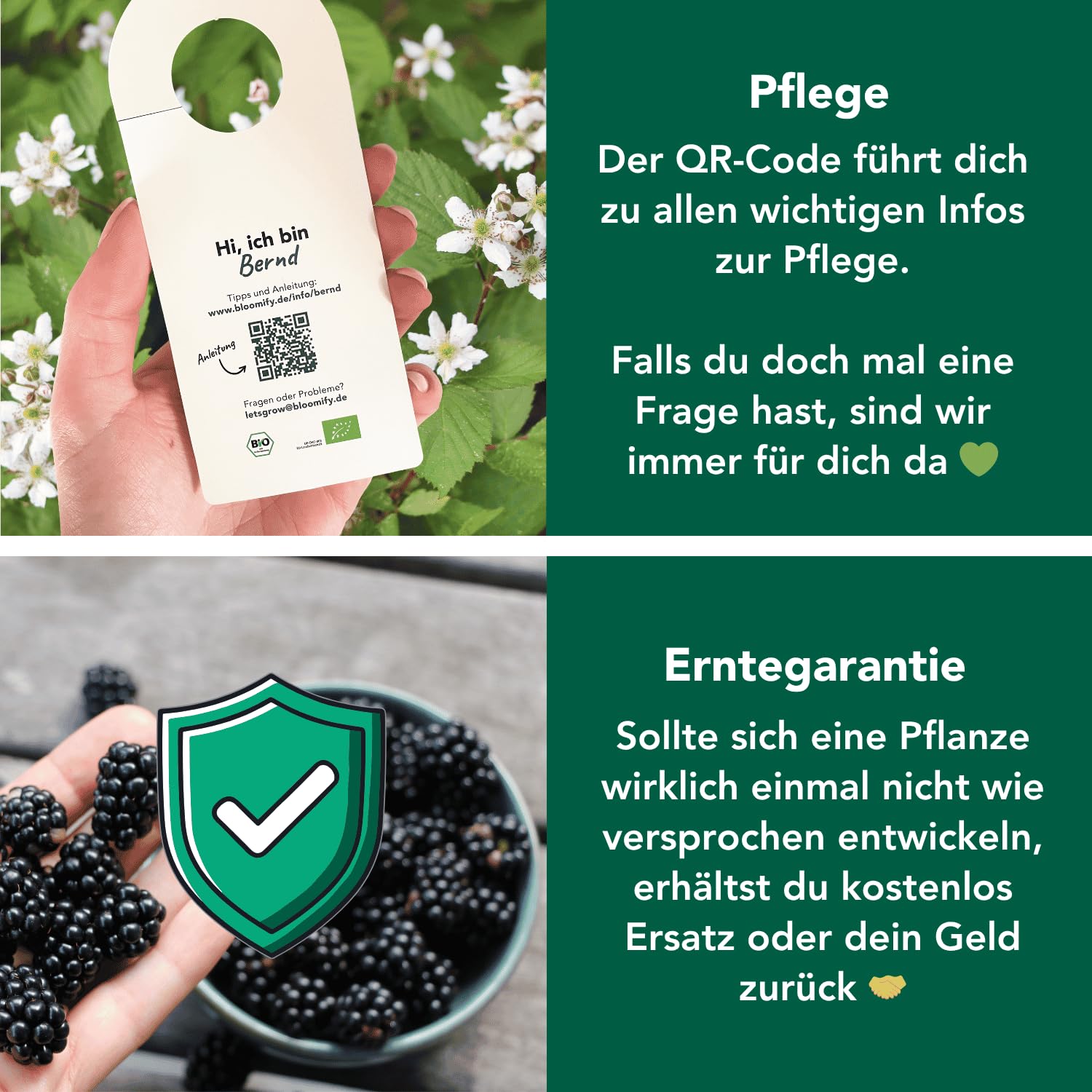 Bloomify® Bio Balkon-Brombeere "Bernd" | 60 bis 80 cm hohe ertragreiche Brombeeren Pflanze | winterhart und pflegeleicht | leckere Früchte für Garten oder Topf | dornenlos