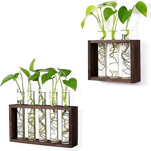 Estación de propagación de plantador de tubo de ensayo de vidrio colgante de pared con soporte de madera, soporte de terrario para plantas