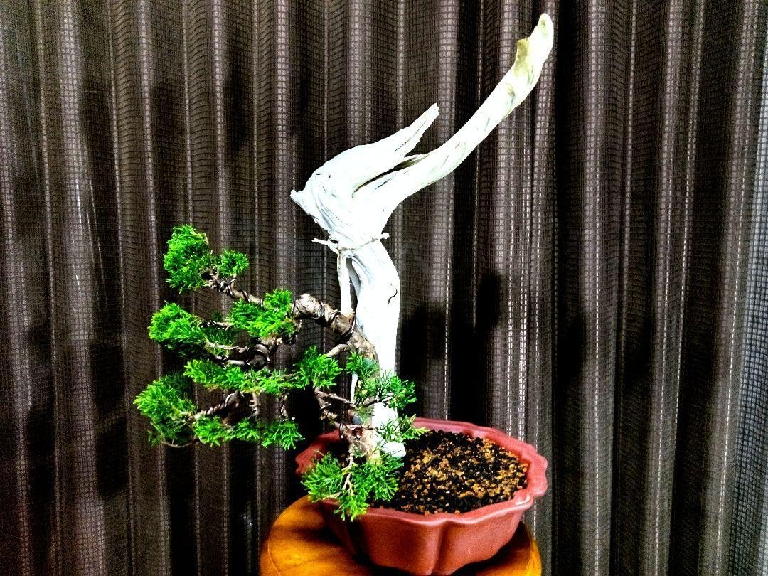 【貴風　糸魚川真柏盆栽】　　　　　　　⭕荒創り素材、特売品❗ 貴風 創作 糸魚川真柏盆栽 ?特売品? 糸魚川真柏 貴風 盆栽 素材