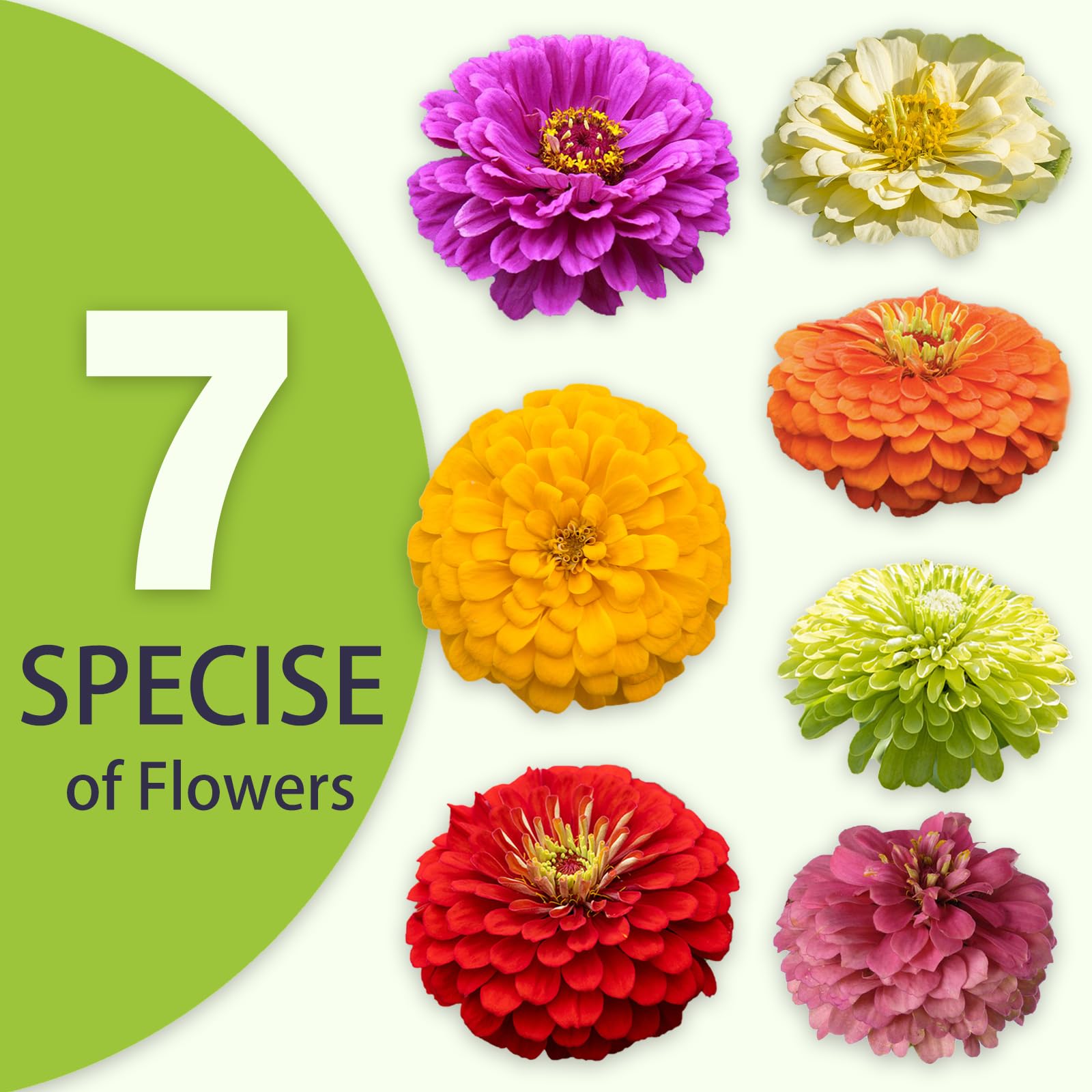 Zinnia Seeds Bulk 5,000+ | Flor de exterior para plantar | Semillas gigantes de zinnia para 2025 | Colores mezclados y flores grandes para jardines | Alta germinación, aptas para principiantes 3