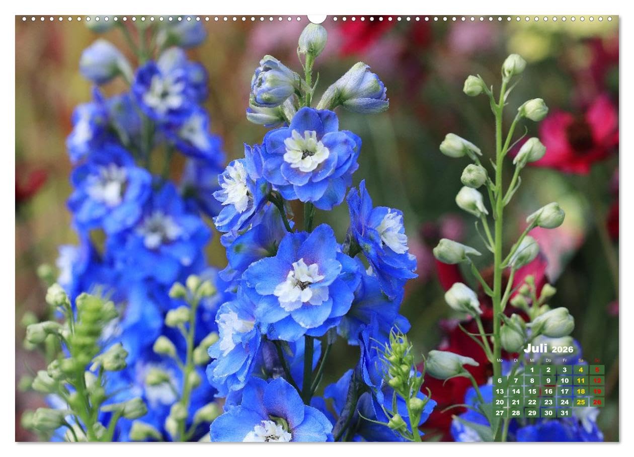 Sommerliche Blütenträume (hochwertiger Premium Wandkalender 2026 DIN A2 quer), Kunstdruck in Hochglanz: Ein ganzes Jahr voller floraler Poesie (CALVENDO Natur)