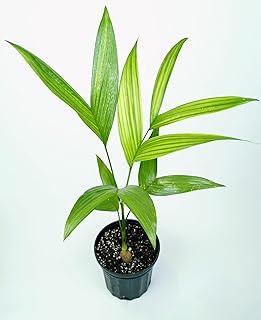 Live Areca Catechu Palm Tree Seedlings and Seeds, Rare Tropical Plant (3 Seedlings / 3 Order + Warmer)