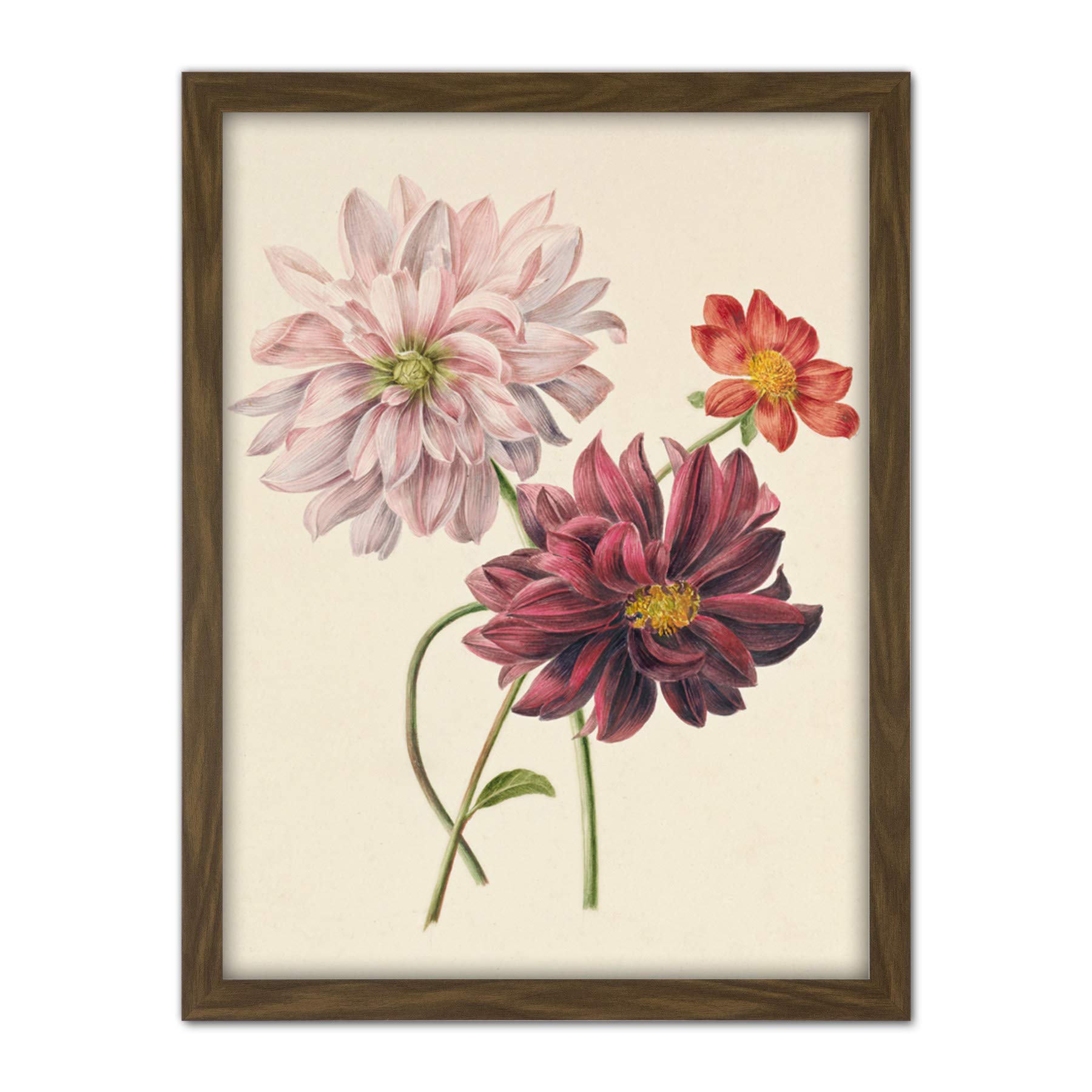 Willem Hekking Dahlias Flowers Pink And Purple Large Framed Wall Art Print - Artery8 - W18 inch x H24 inch