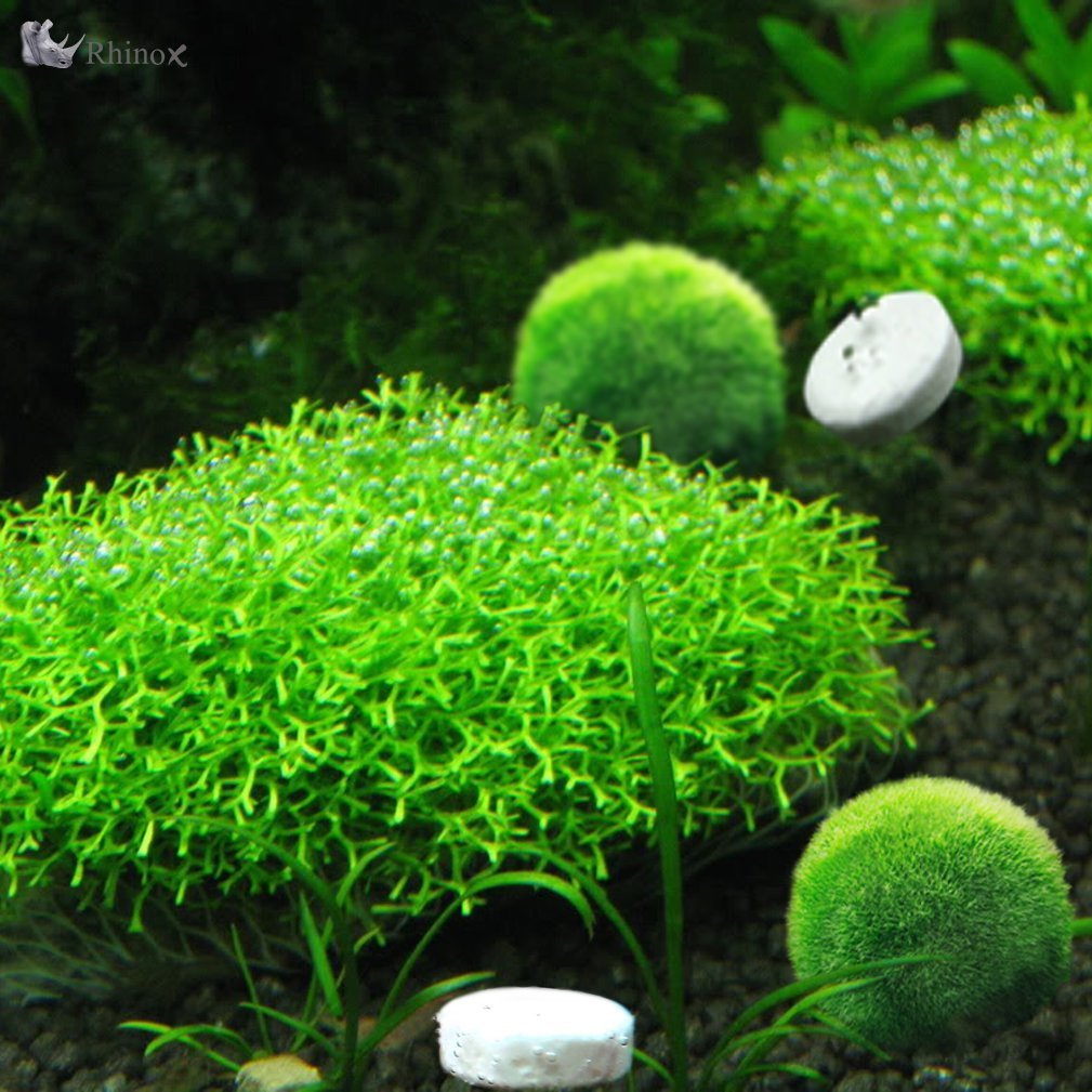 MARIMO PET STORE Rhinox CO2 Tablet Live Aquarium Plant Moss C02 Diffuser Hydroponic Java