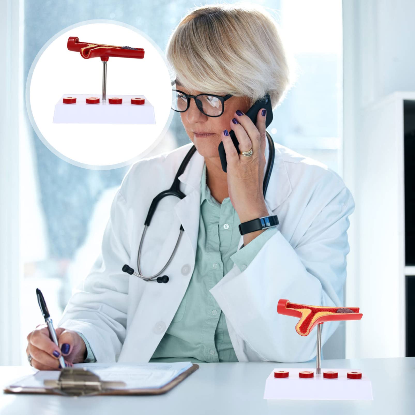 Ciieeo 3 Pezzi Modello Cardiovascolare Strumento Didattico Realistico per Educazione Medica Design e Sicuro per Ospedali e Studenti