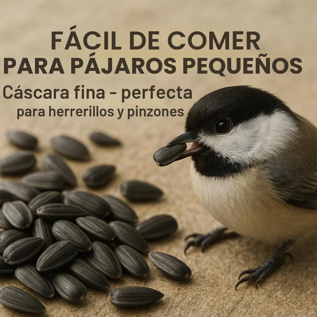 GiDeli Semillas de girasol negras 25 kg, Pienso Salvaje para Pájaros Silvestres para Todo el Año, Alimento para Caballos y Pequeños Animales