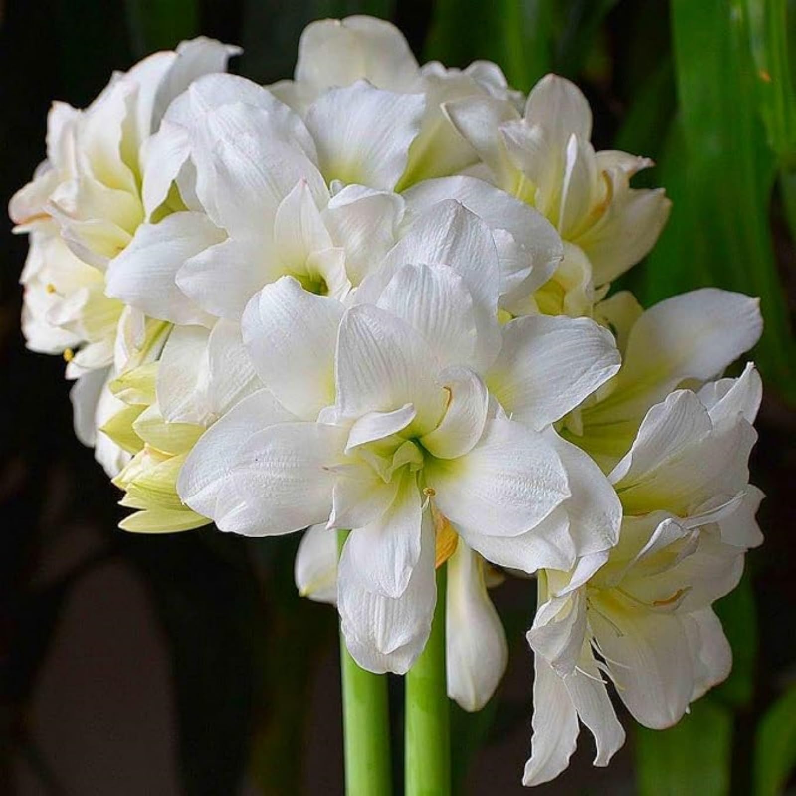 Einzigartige Exklusive Amaryllis Rhizom | Frostresistent, Pflegeleicht, Für Alle Arten von Gärten-5 Wurzeln-F