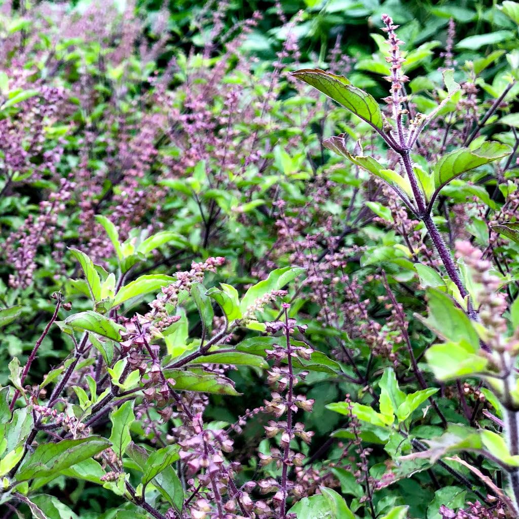 Kalfo Ayurvedic Tulsi Plant - Black Tulsi for Wellness -5