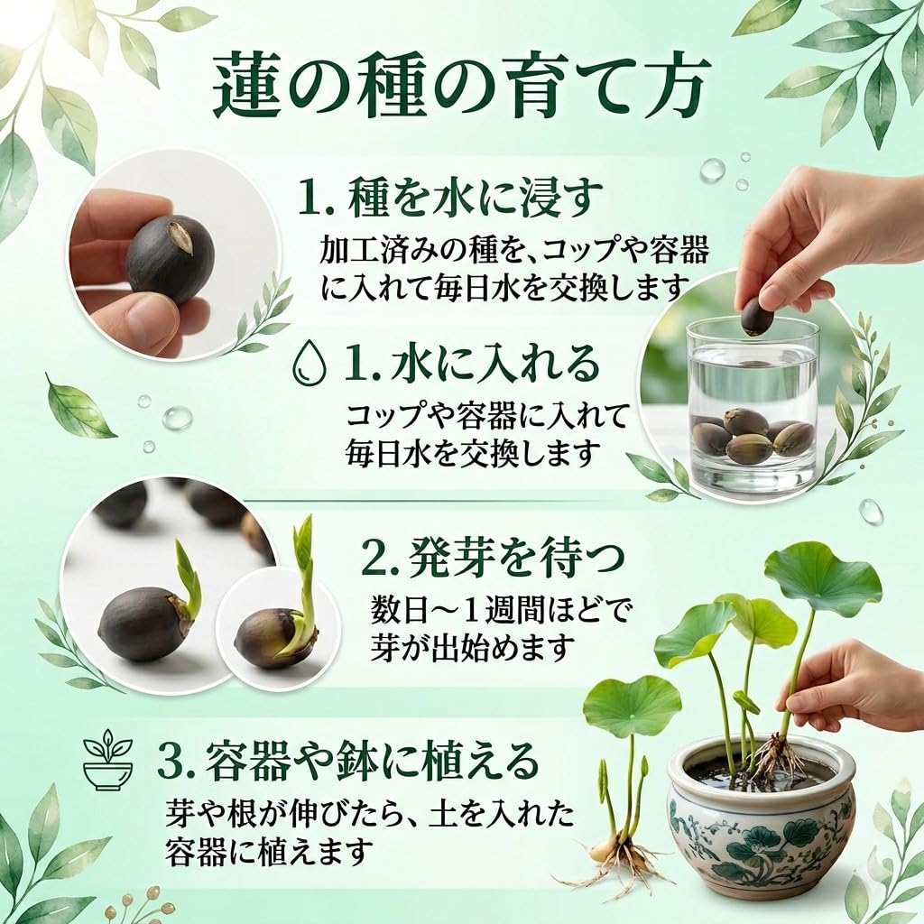 Amazon.co.jp: 茶碗ハス 種 10粒 ミックス｜ミニ蓮 小型蓮 フラワー