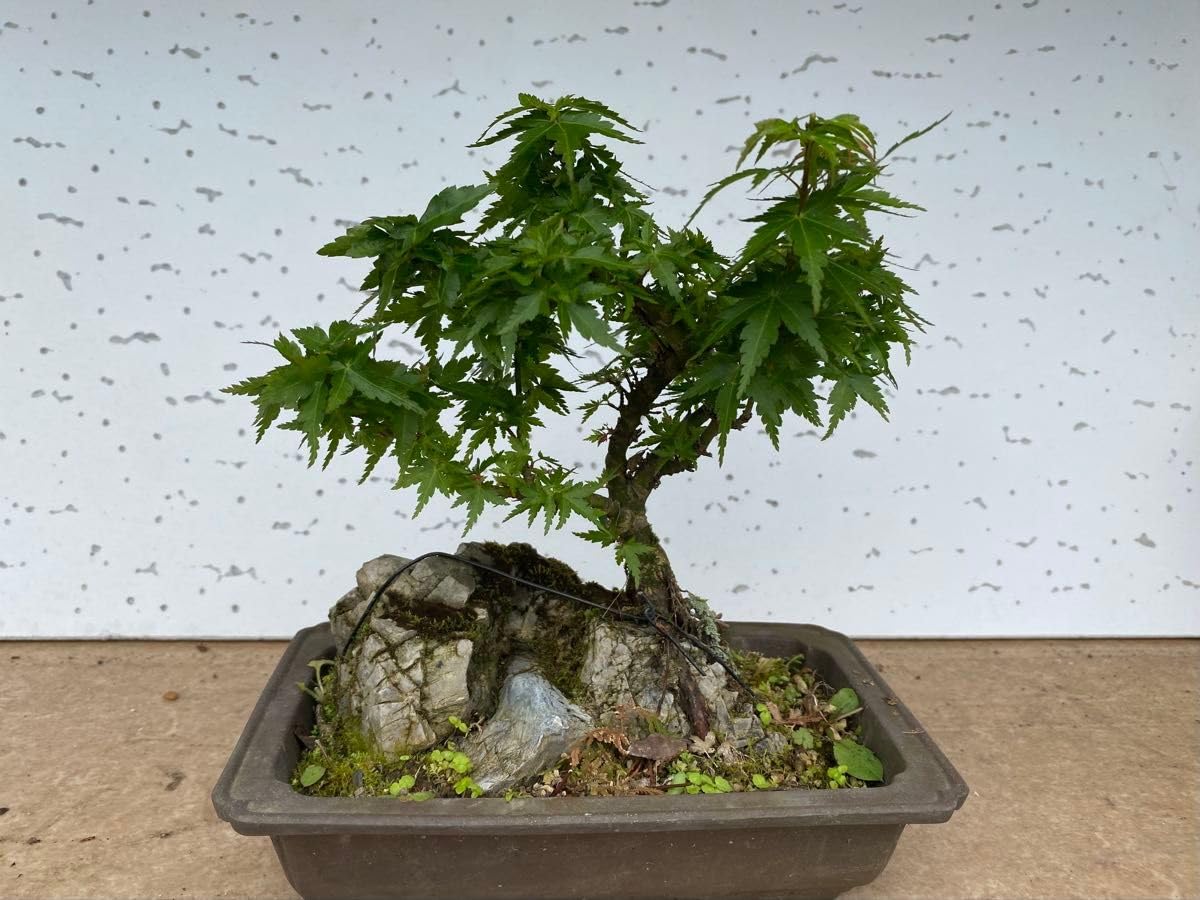 Amazon.co.jp: 盆栽 自然石 もみじ 盆景 球磨川石 眺めいい : DIY