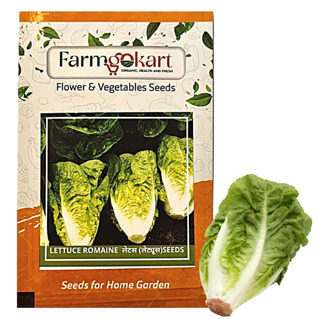 10 Gms of LETTUCE ROMAINE SEEDS |Approx 10000 seeds per packet|High Germination Quality Vegetable and Herbs Seeds Pouch | for Home Gardening, Farming and Planting (B0BSQXK9TH) Amazon Price History, Amazon Price Tracker