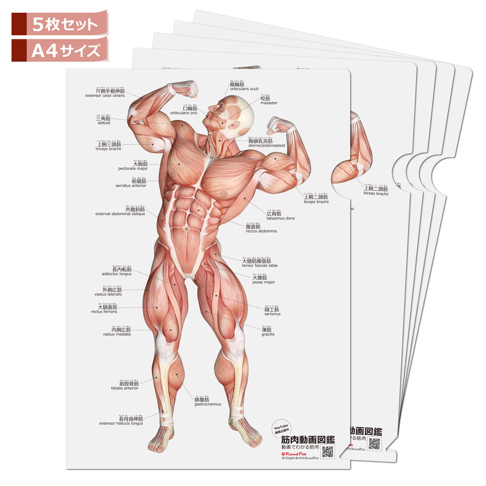 Amazon | 筋肉家 「筋次郎の筋 クリアファイル5枚セット」 A4サイズ