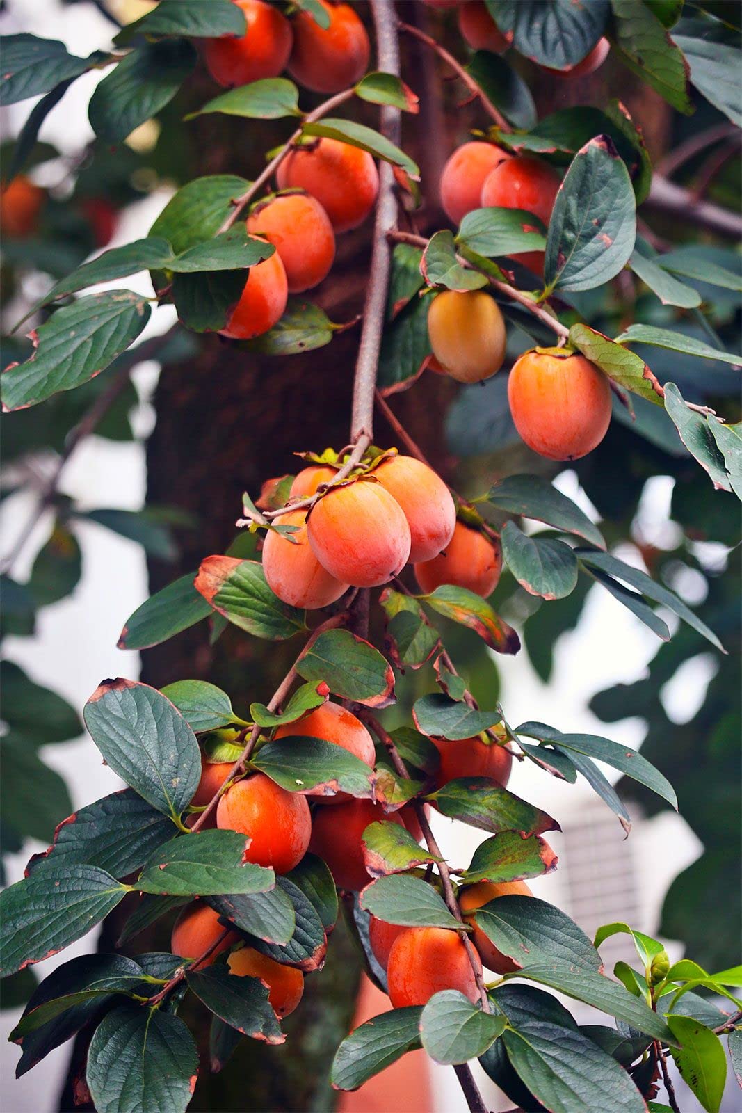 Athidhi Garden Persimmon Diospyros Virginiana Tasty Tropical Fruit Plant (B0B62R1WSQ) Amazon Price History, Amazon Price Tracker