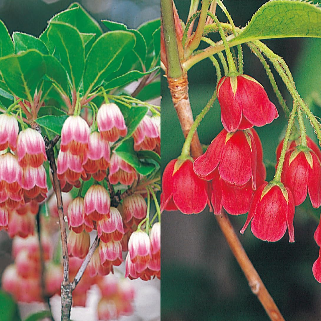 ドウダンツツジ 25 ベニドウダンツツジ【現品発送】管理70625 25年12月