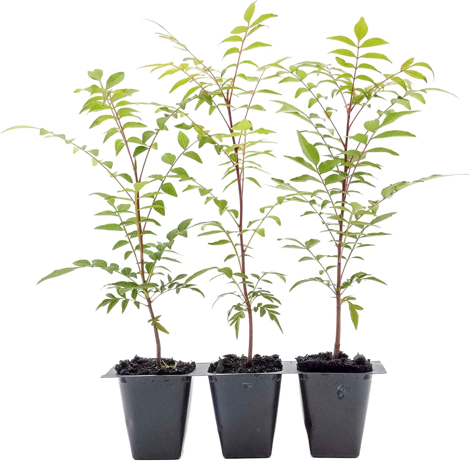 3 Dormant Chinese Pistache Tree Saplings (Pistacia chinensis) | Deciduous Ornamental Shade Tree with Fall Color & Upright Growth | 2.5” Nursery Cubes, Ready-to-Plant Live Starter Plants
