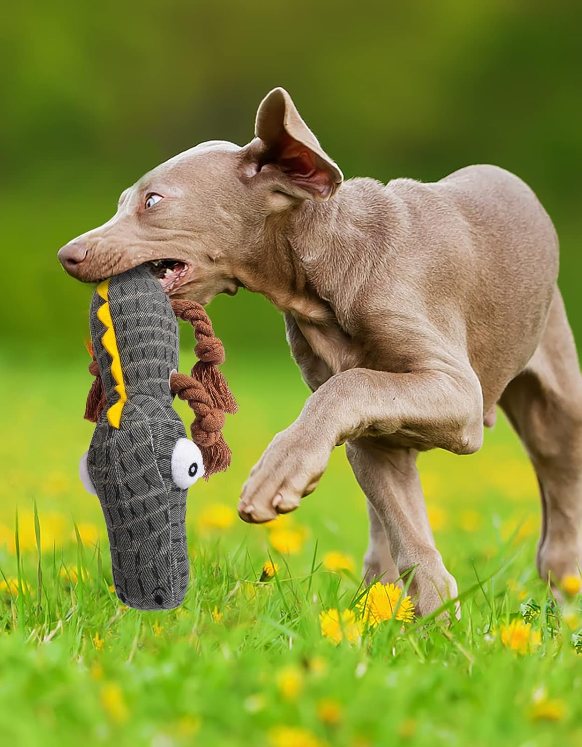 Pet Supplies : Asfotur Dog Squeaky Toy for Large Medium Small Chewers (Crocodile) : 