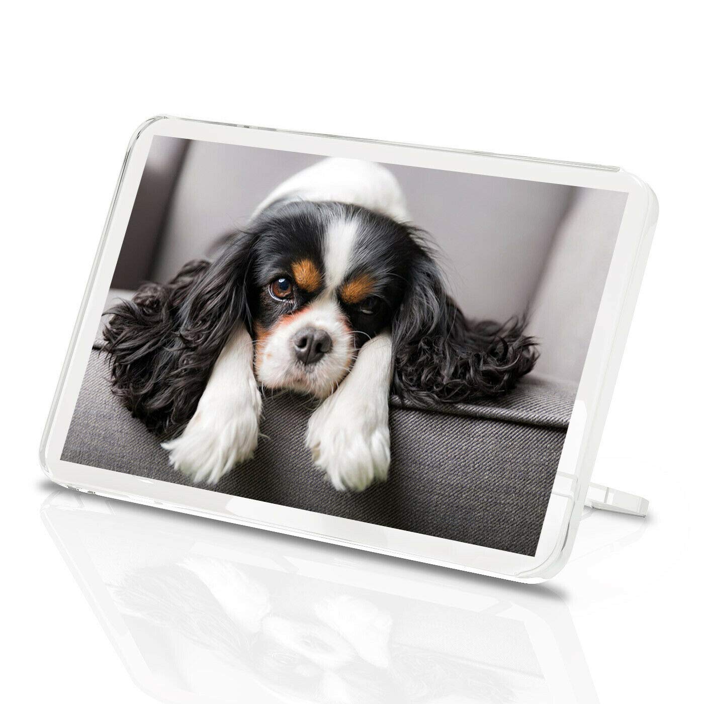 1 x Fridge Magnet -Cavalier King Charles Spaniel Classic Fridge Magnet - Dog Puppy 12388