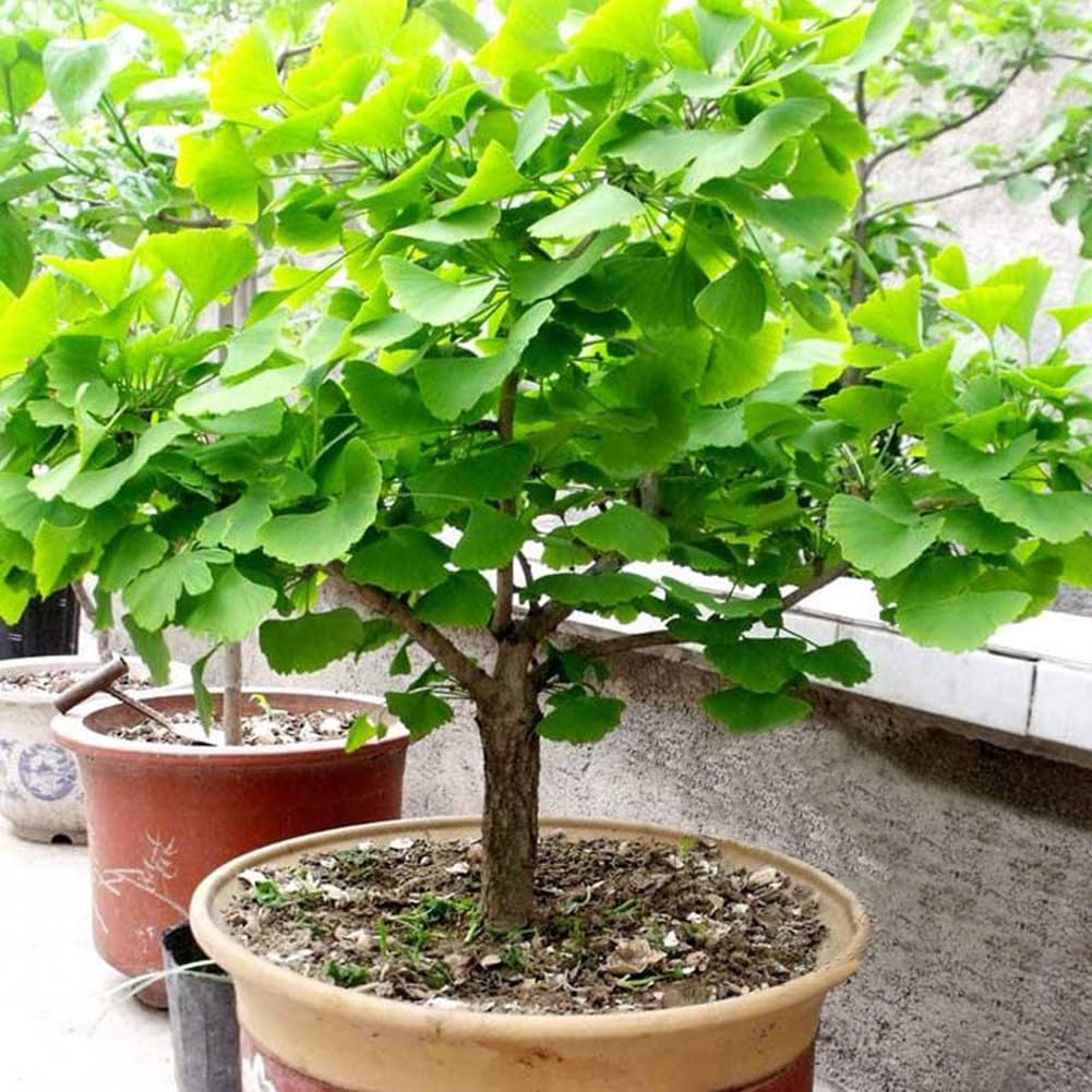POWERS TO FLOWERS - GINGO BILOBA BONSAI, Pianta vera - Powers to flowers - piante e fiori
