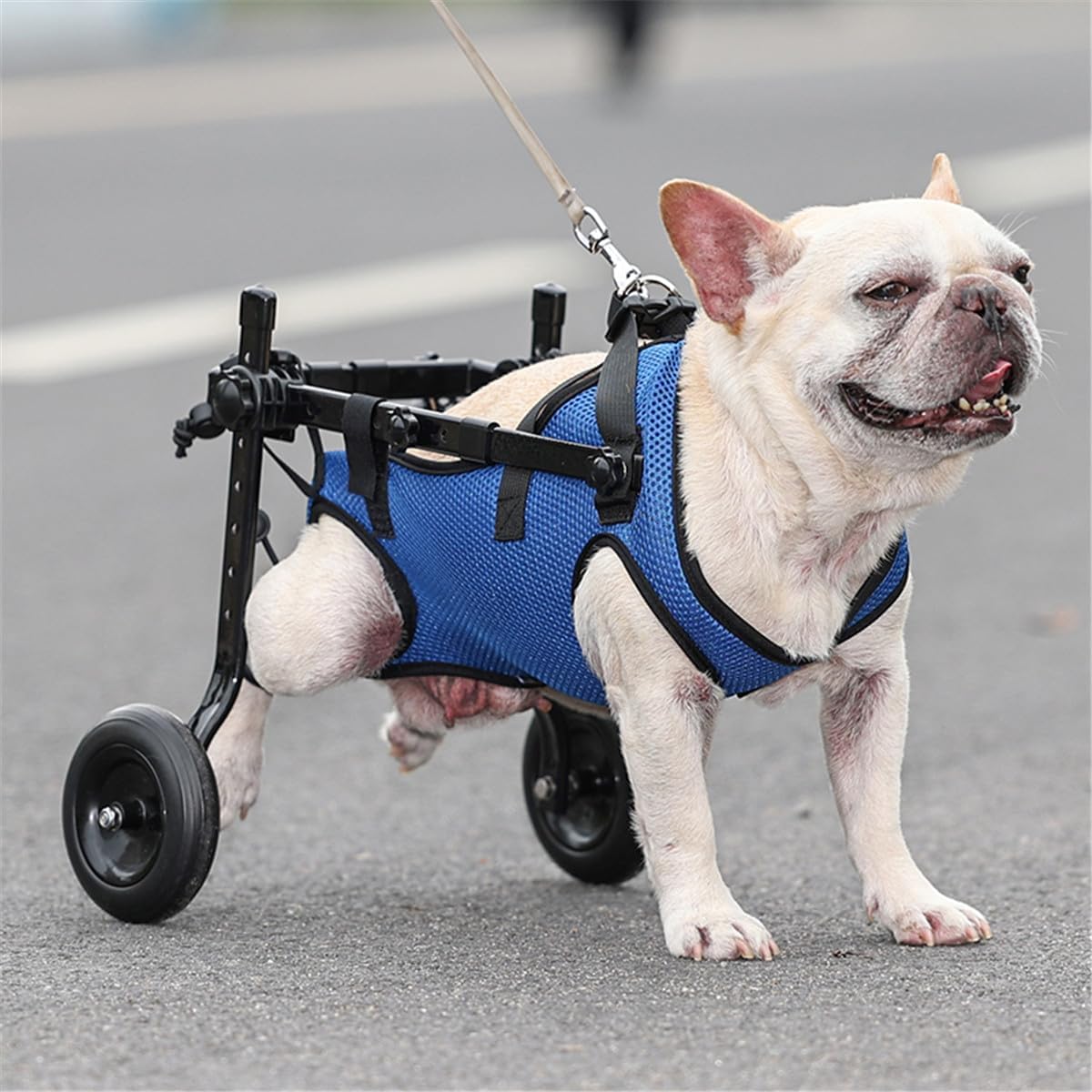 Fauteuil roulant réglable pour chien Membre postérieur Patte postérieure Handicapé Chat Chien Aide à la mobilité Chariot Jambes Réhabilitation Outils de marche légers pour animaux,XS
