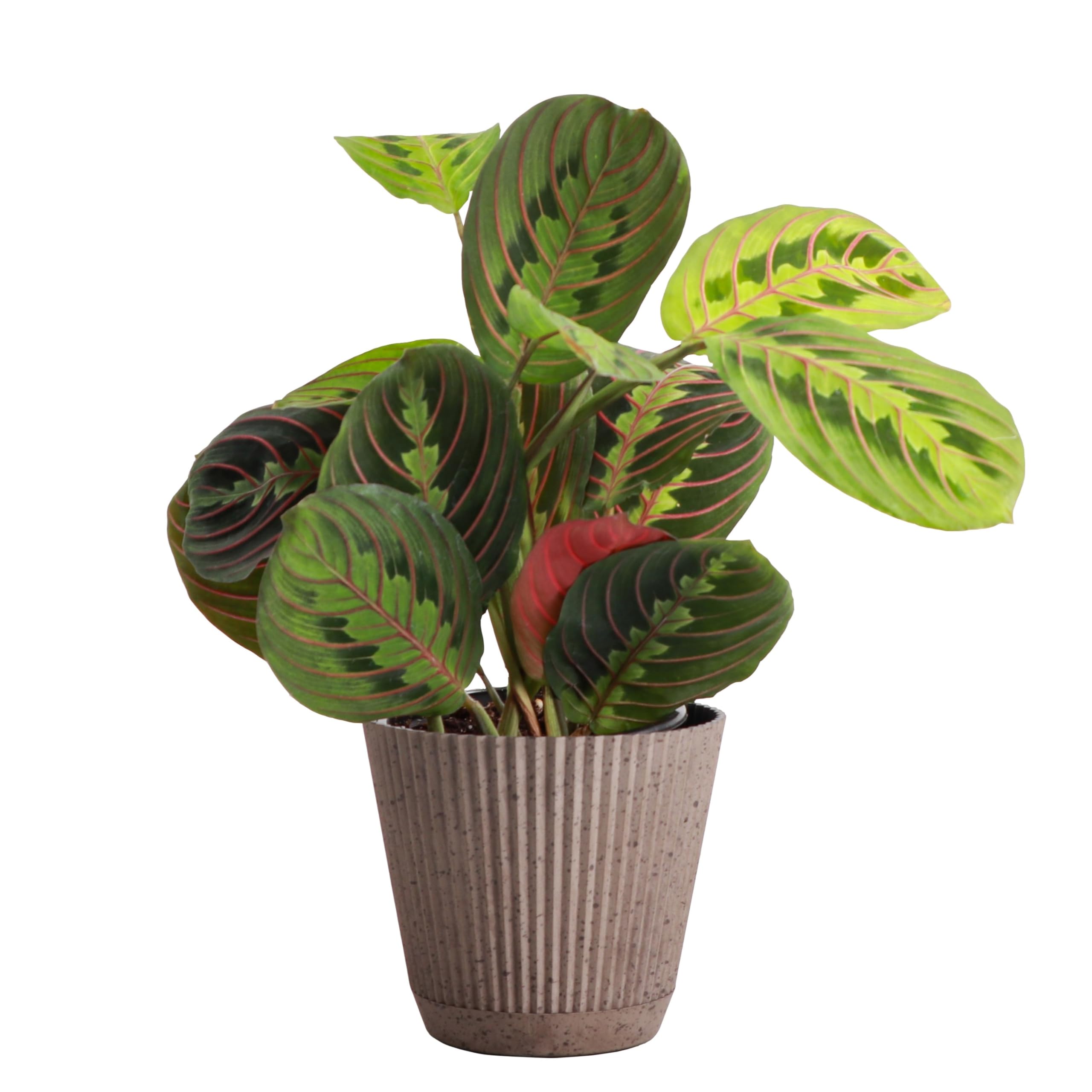 Red Prayer Plant