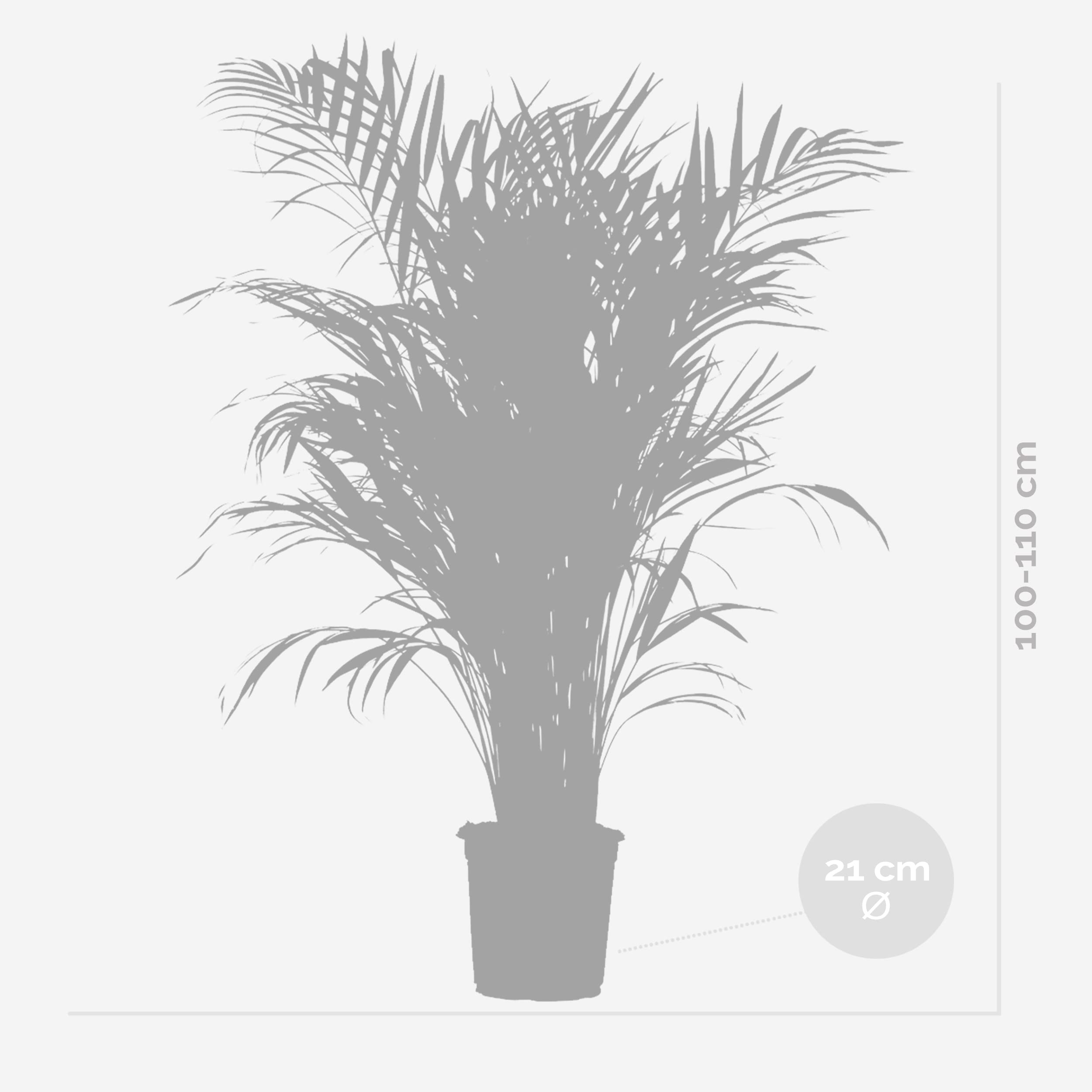 Bloomique - Dypsis Lutescens - Goldfruchtpalme - Areca Palme - Zimmerpflanzen Groß - Pflegeleicht - Haustierfreundlich - Höhe 100-120 cm - Topf 21 cm
