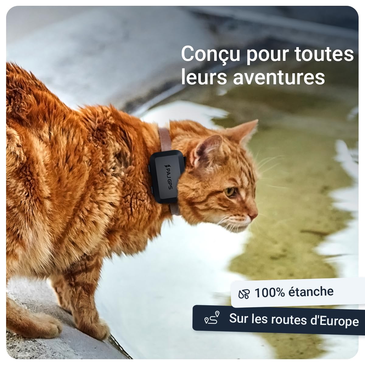 PAJ Traceur GPS 4G Chat Mini + Collier, 3 Mois Abonnement Inclus | Alerte de fugue - Suivi en temps réel - Montage facile et sécurisé - 100% étanche - Adapté chats & chatons