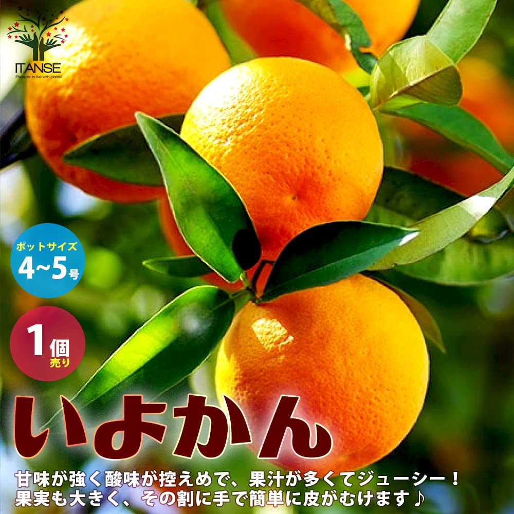 Amazon.co.jp: ITANSE みかん 伊予柑 4～5号ポット 接木苗 1個