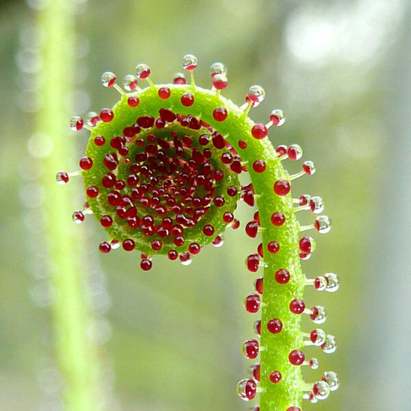50Pcs Premium Blumensamen, Drosophyllum Lusitanicum Samen Trockener Boden Fantastisches Grün Voller Vitalität Fleischfressende Pflanzensamen Für Den Außenbereich Grün