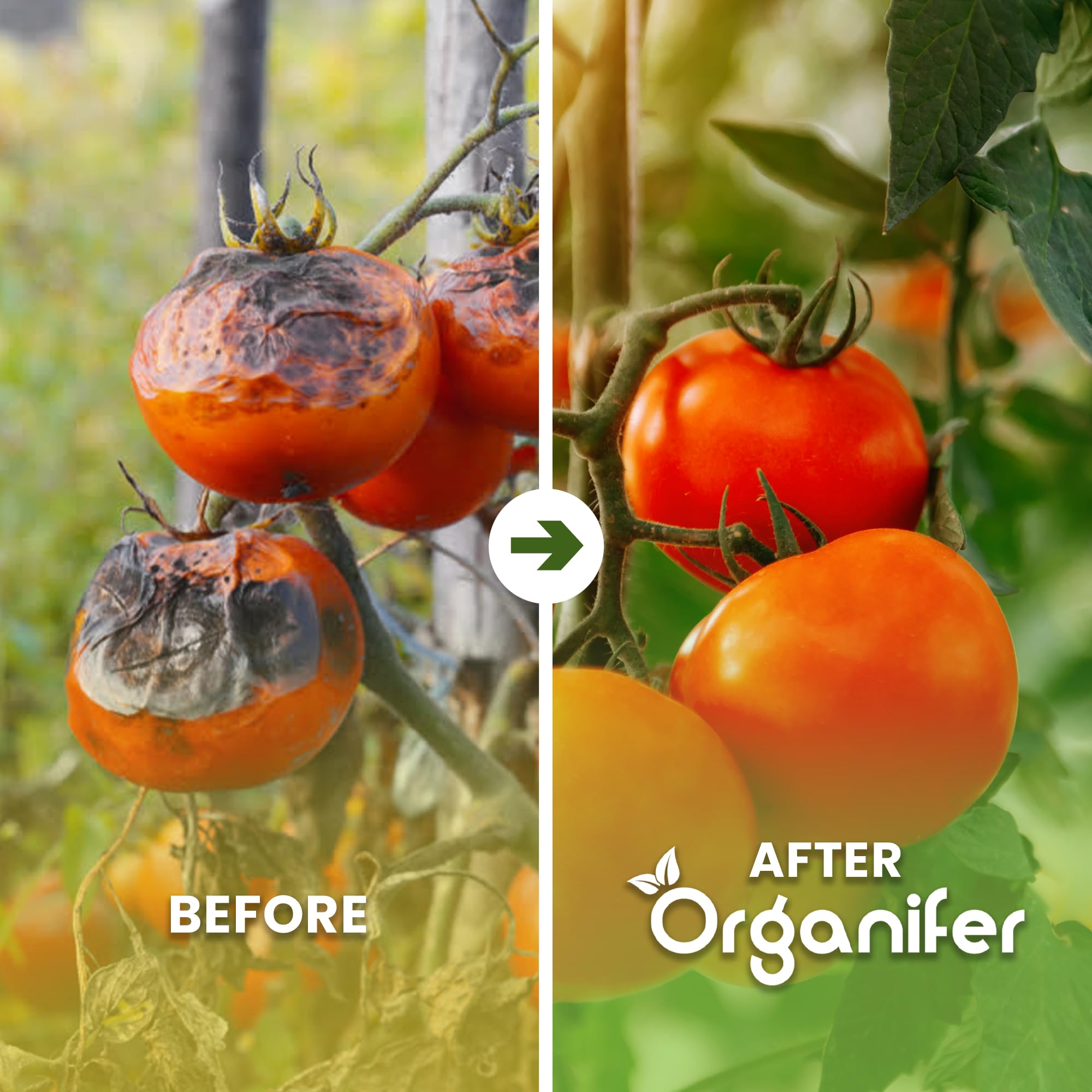 Pack Semillas De Tomate