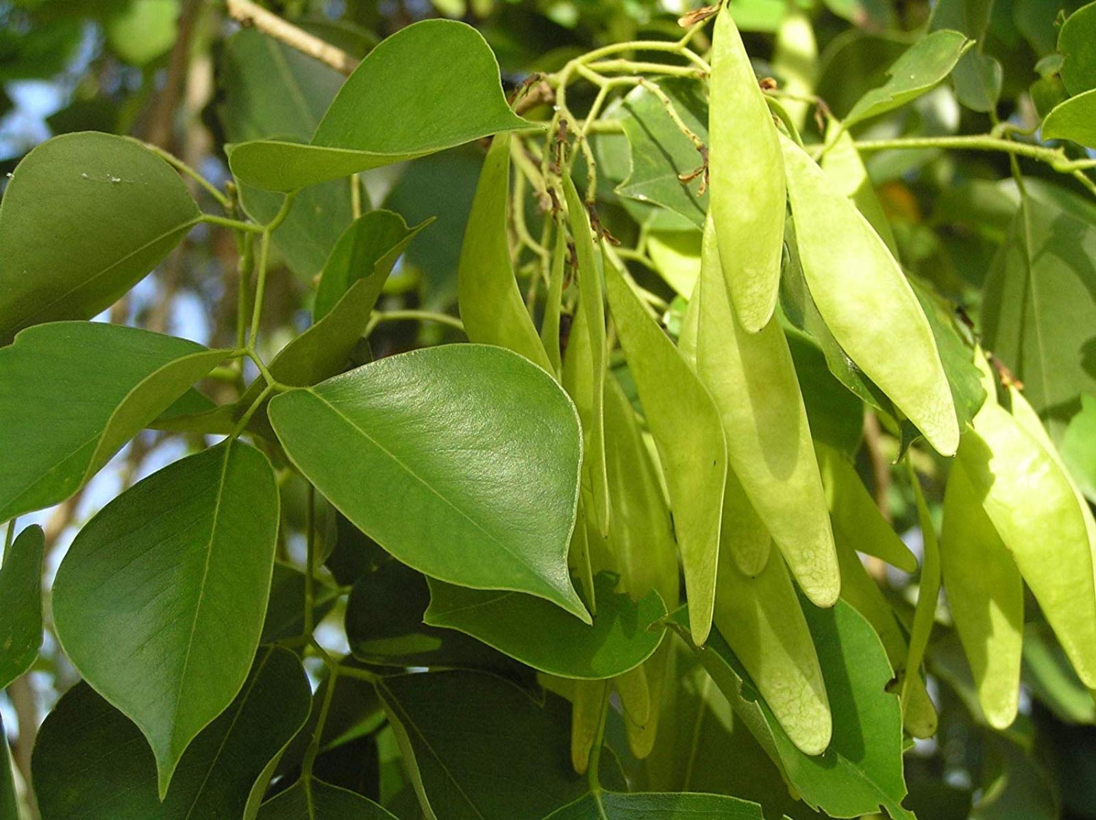 SHOP 360 GARDEN Dalbergia sissoo, Indian rosewood, Shisham, Sheesham deciduous Tree Seeds - Pack of 30 Seeds (B07X287KB3) Amazon Price History, Amazon Price Tracker