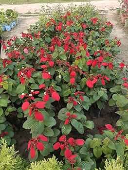 Chordoqda ajoyib porno Ferro Network videolar