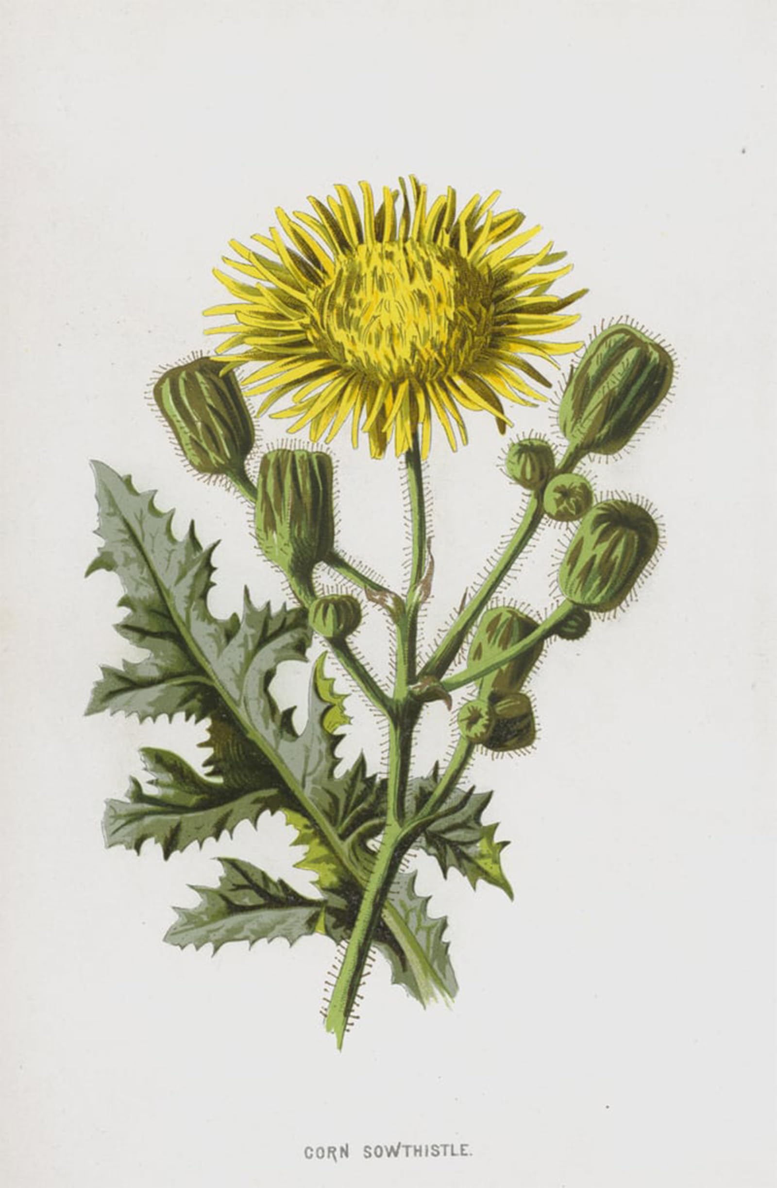 ARTXLXXBN Famous Prints Artwork Pictures Poster Painting Art Corn Sowthistle by Frederick Edward Hulme Artwork Landscape Pictures for Home Decor 60x90cm