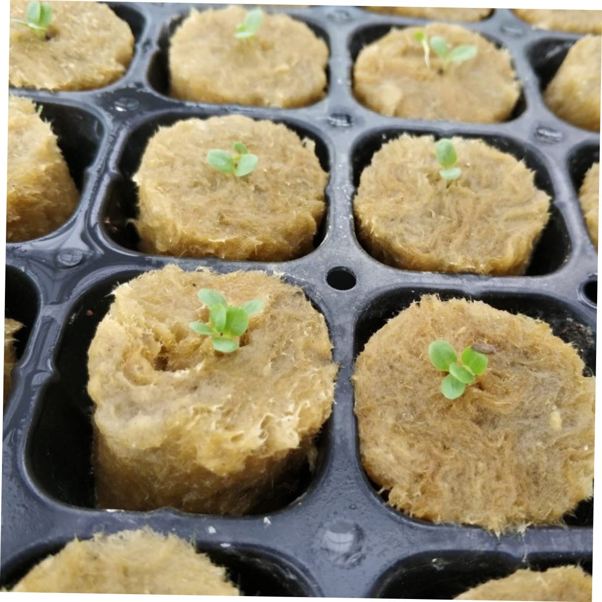 BESPORTBLE 400piezas Cubos De Cultivo Hidropónico Roca para Propagación De Plantas Sin Suelo para Jardinería y Germinación Alta Capacidad De Absorción De Agua