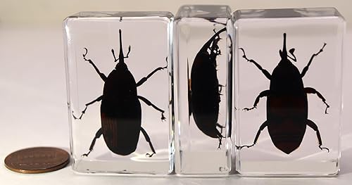 Miniatura 398 de Escarabajo de algodoncillo azul cobalto real de 1.732 in en espécimen de resina de lucita cristalina, insectos, insectos preservados, colección