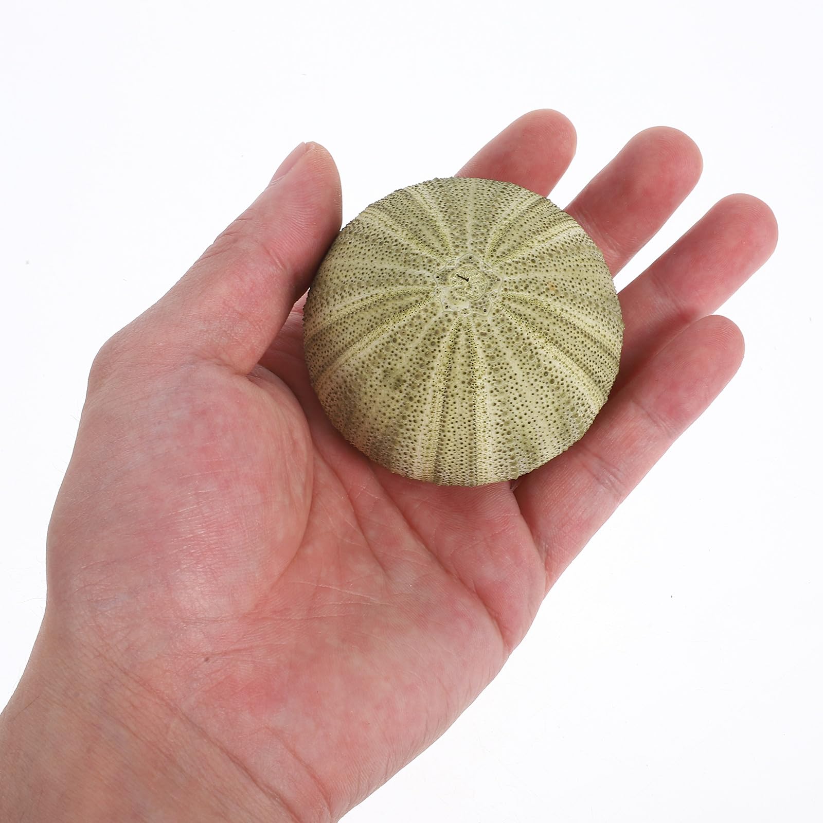 Seeigel Schalen 6 Stück Natürliche Muscheln 4–6cm für Wohnraum Deko und Strand Zubehör mit Halter für Sukkulenten und Bastelideen