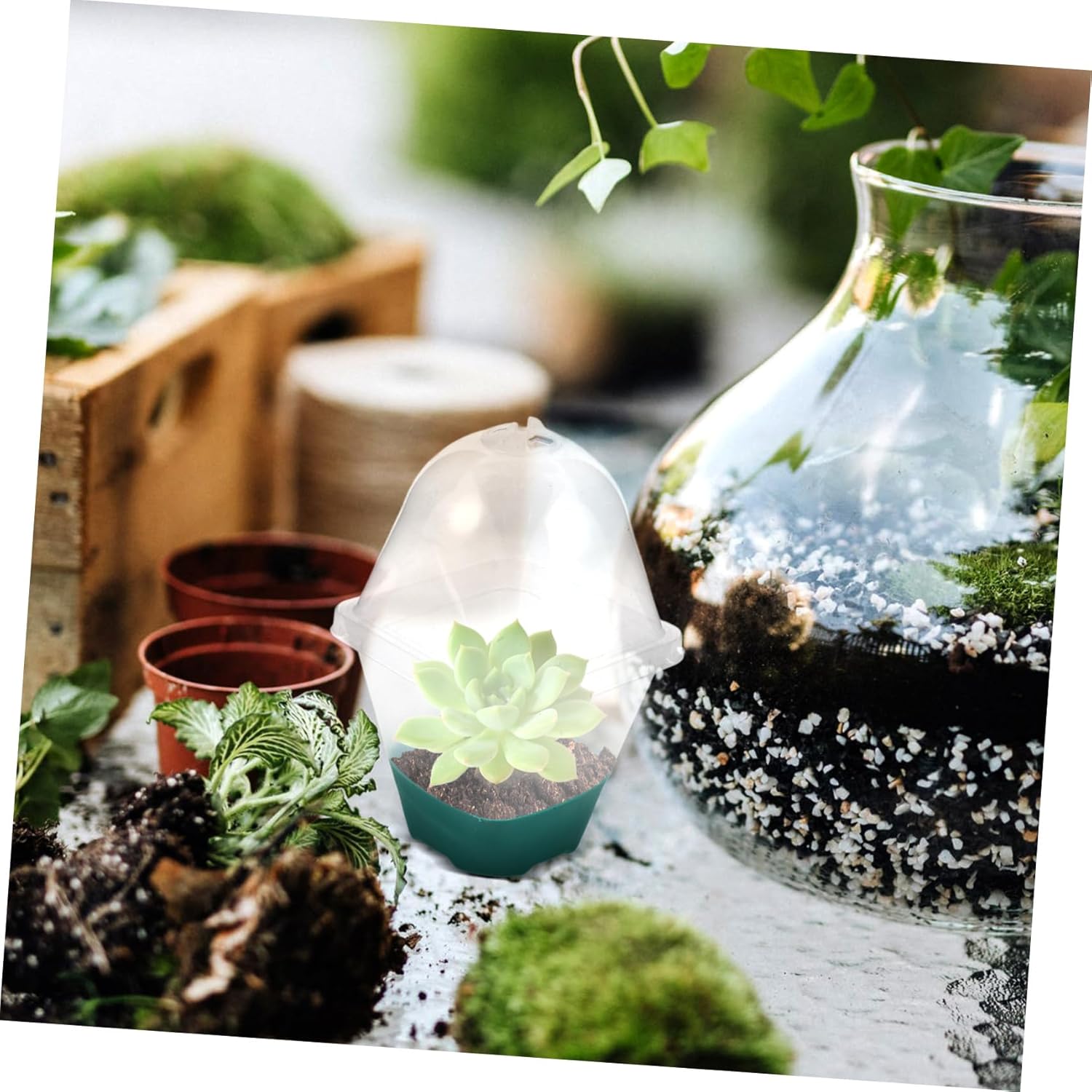 BESPORTBLE 5pcs Clear Nursery Pot for Plants Breathable Succulent Planter Drainage Reusable Garden Pot Cover for and Flower Growth