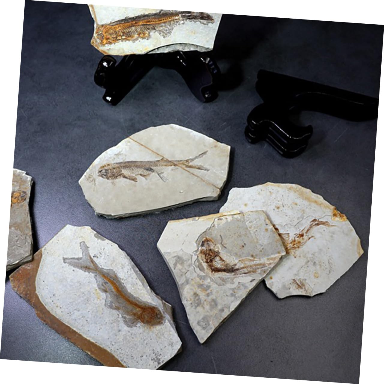 ULTECHNOVO 2piezas Especimen De Pescado Fosilizado Para Enseñanza De Paleontología Adorno De Escritorio Para Materiales De Laboratorio Aleatorio