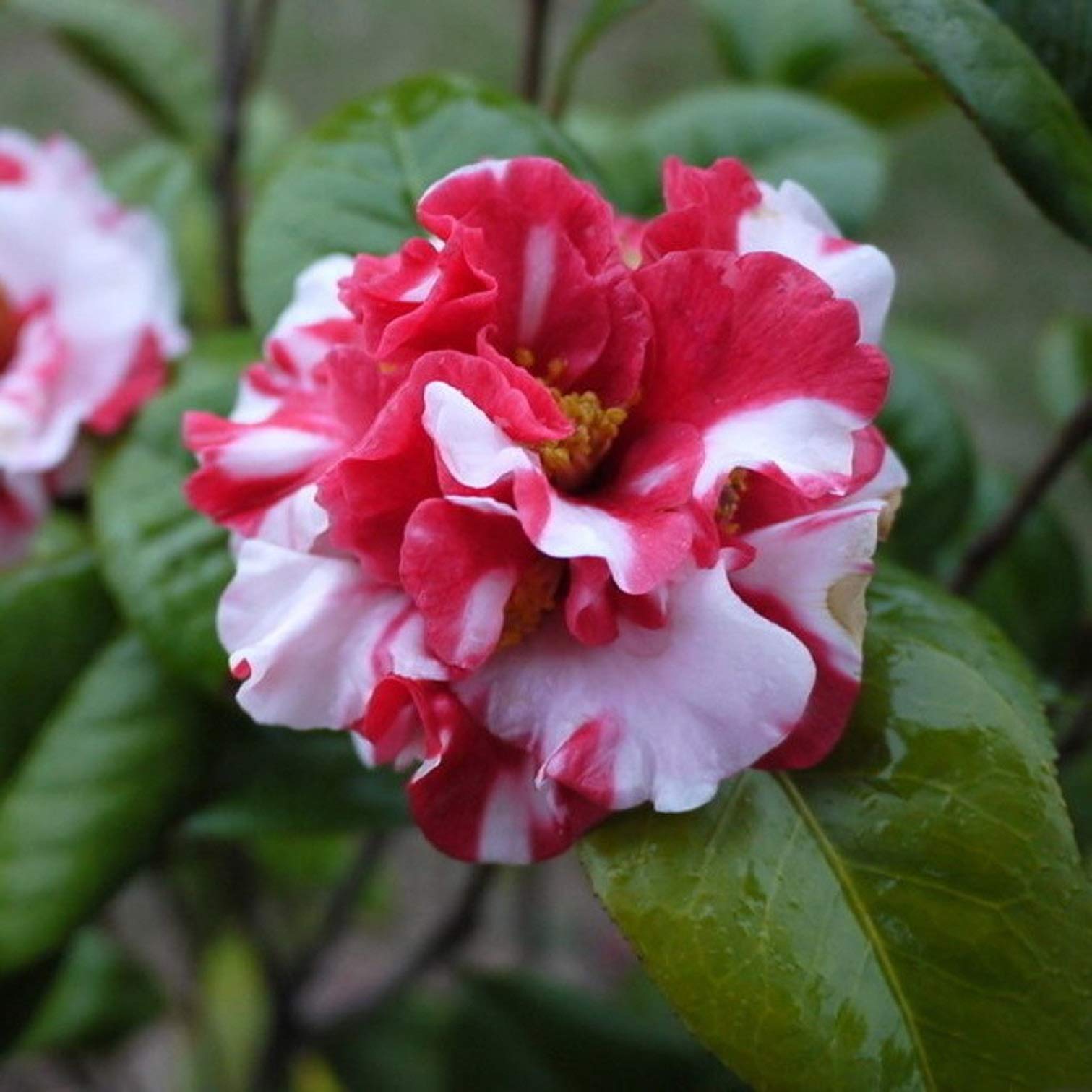Camellia japonica Japanische Kamelie Tee Blume Rose Winter Mix 10 Seeds :  Amazon.de: Garten