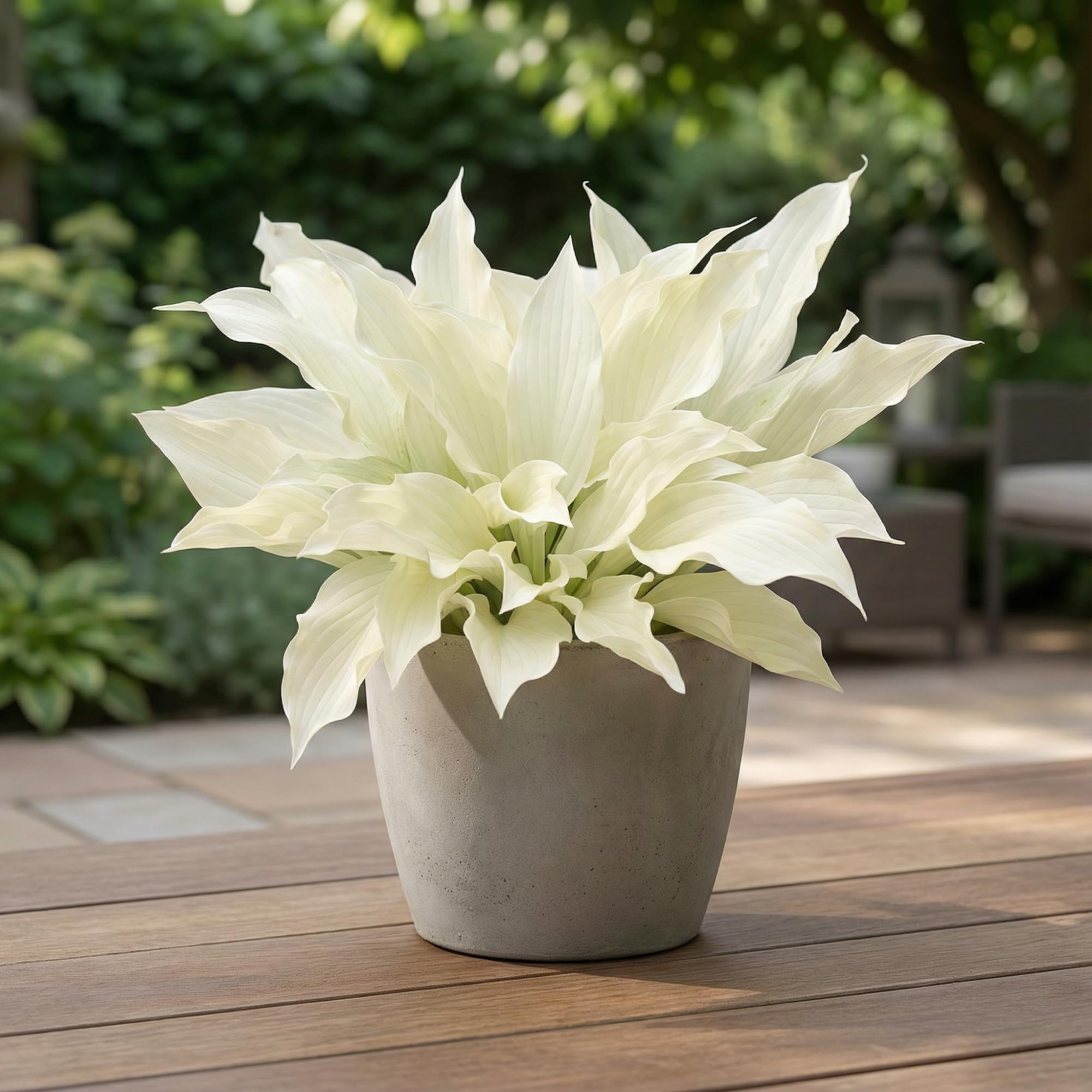 Hosta Pflanze Winterhart - Funkien White Feather - 3 Wurzeln - Stauden Mehrjährig Winterhart - Bodendecker - Pflanzen aus Holland (kein Samen, zwiebeln und nicht künstlich)