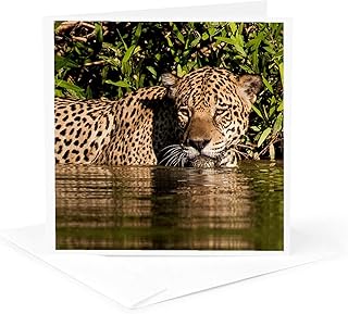 3dRose Greeting Card - Brazil, Pantanal Wetlands, Jaguar crossing the Three Brothers River - Jaguar