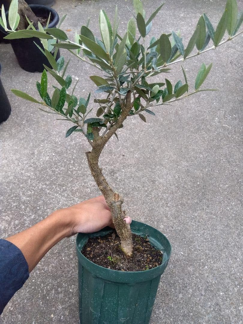 Amazon.co.jp: オリーブ 古木 盆栽 5号鉢つき げ : DIY, Tools & Garden
