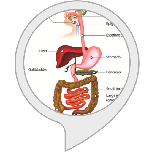 Amazon.com: Digestive System : Alexa Skills