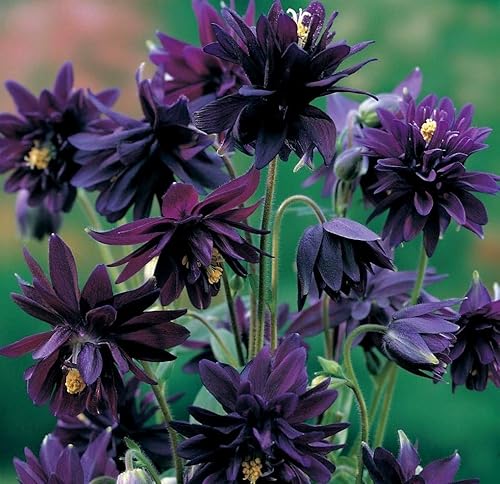 Miniatura 9 de RAISE ME UP Semillas Columbine Doble Mezcla Flores Perennes