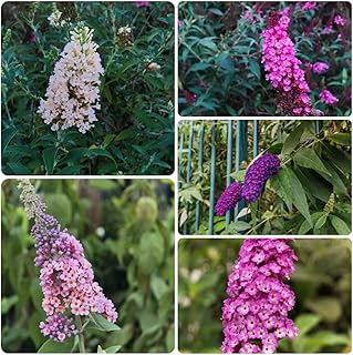 semillas de mariposa lila, perenne resistente, orgánicas mariposas buddleia hardy -Buddleja, jardín, 100pcs